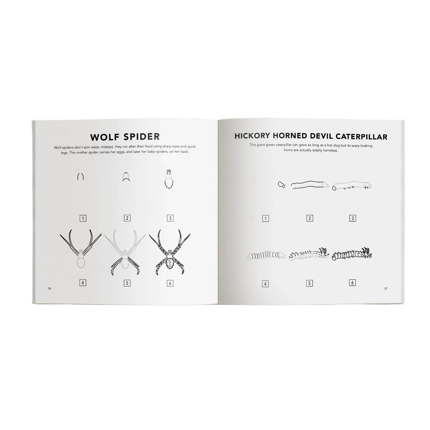Open book showing illustrations of wolf spider and hickory horned devil caterpillar, on a beige background.