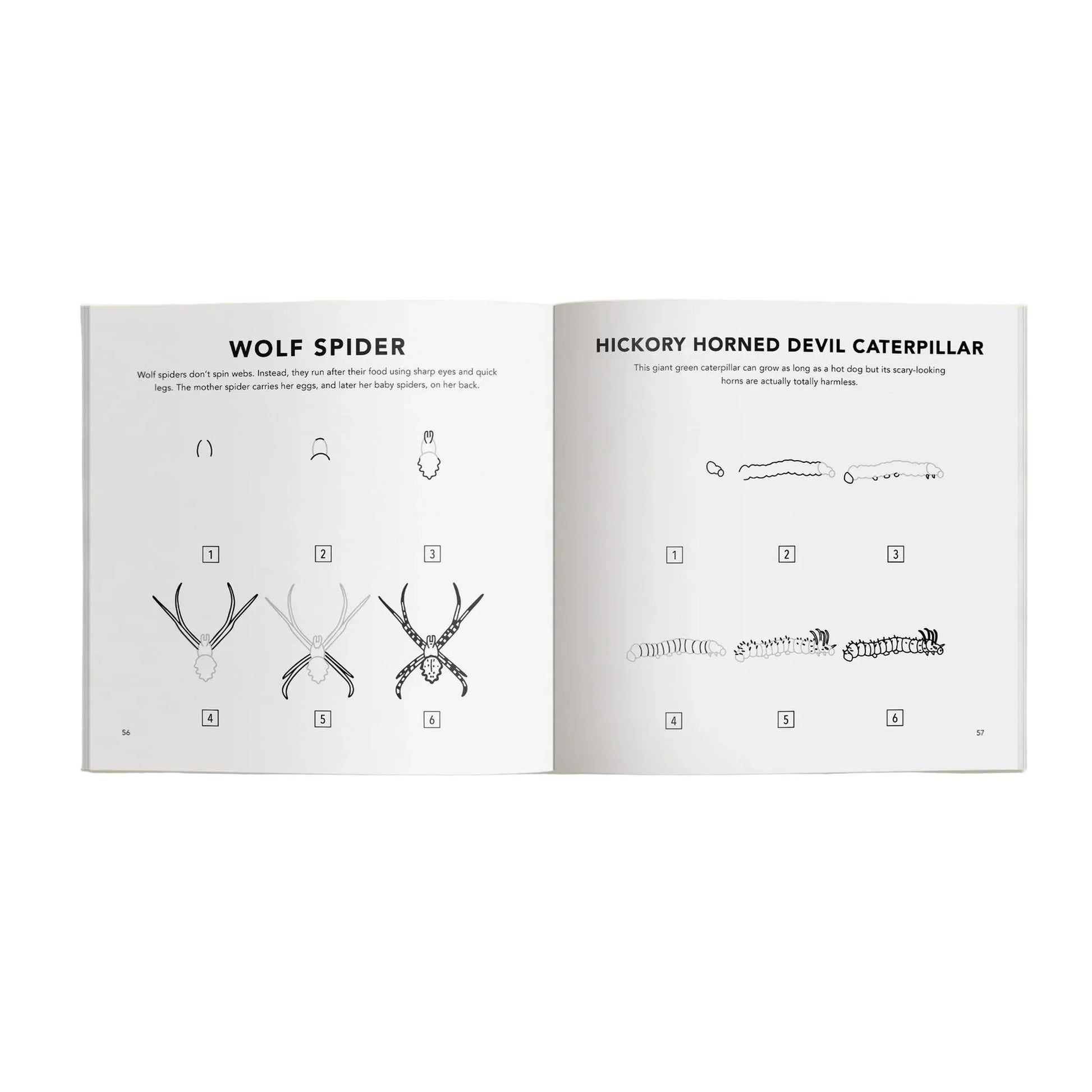 Open book showing illustrations of wolf spider and hickory horned devil caterpillar, on a beige background.