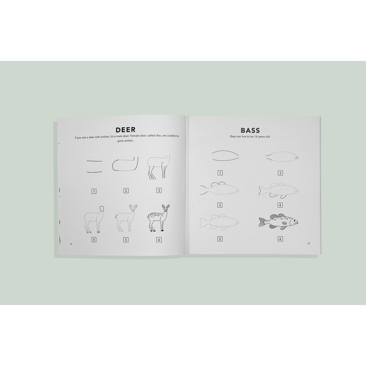 How to Draw Book for Kids | Woodland Creatures