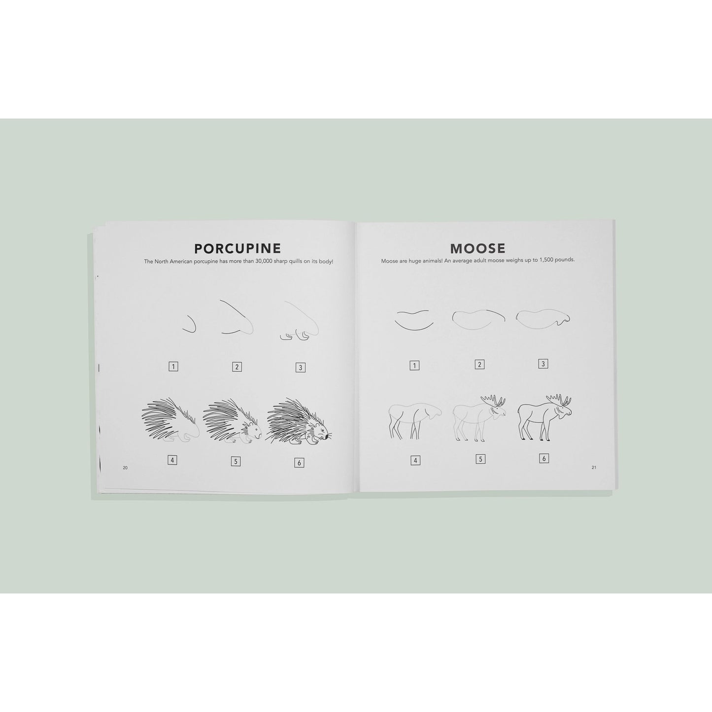 How to Draw Book for Kids | Woodland Creatures